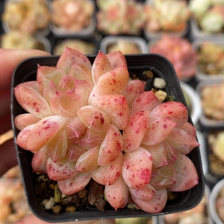 井中月 多肉 11111.4