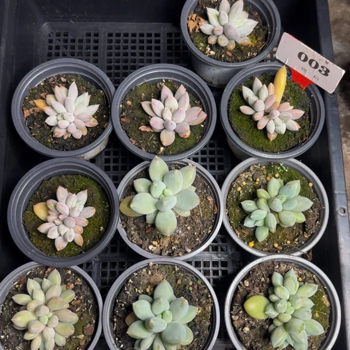 003多肉植物一物一拍