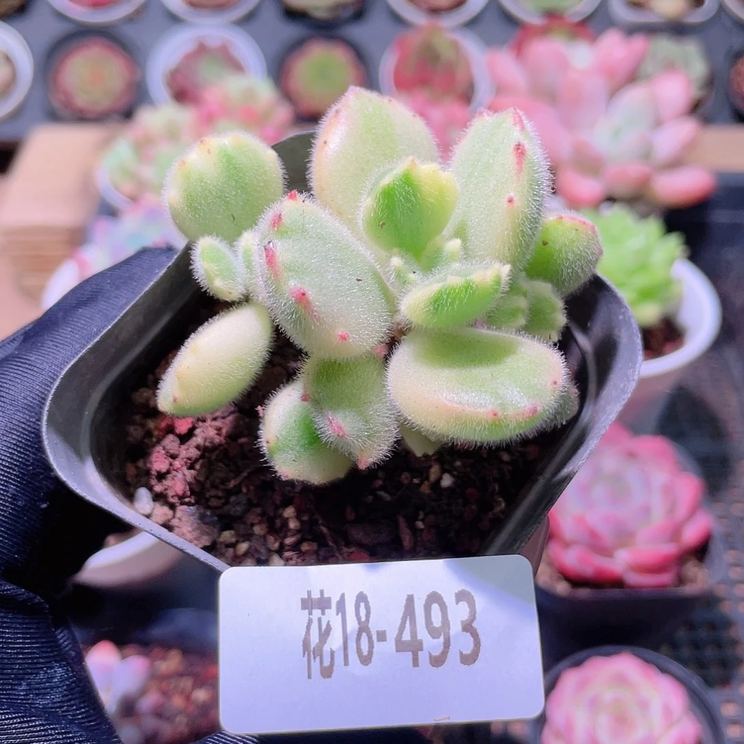 花利美18-493彩熊 不售后