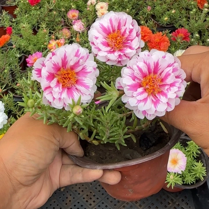 无花朵量拍俏芙蓉超小苗盆口10cm