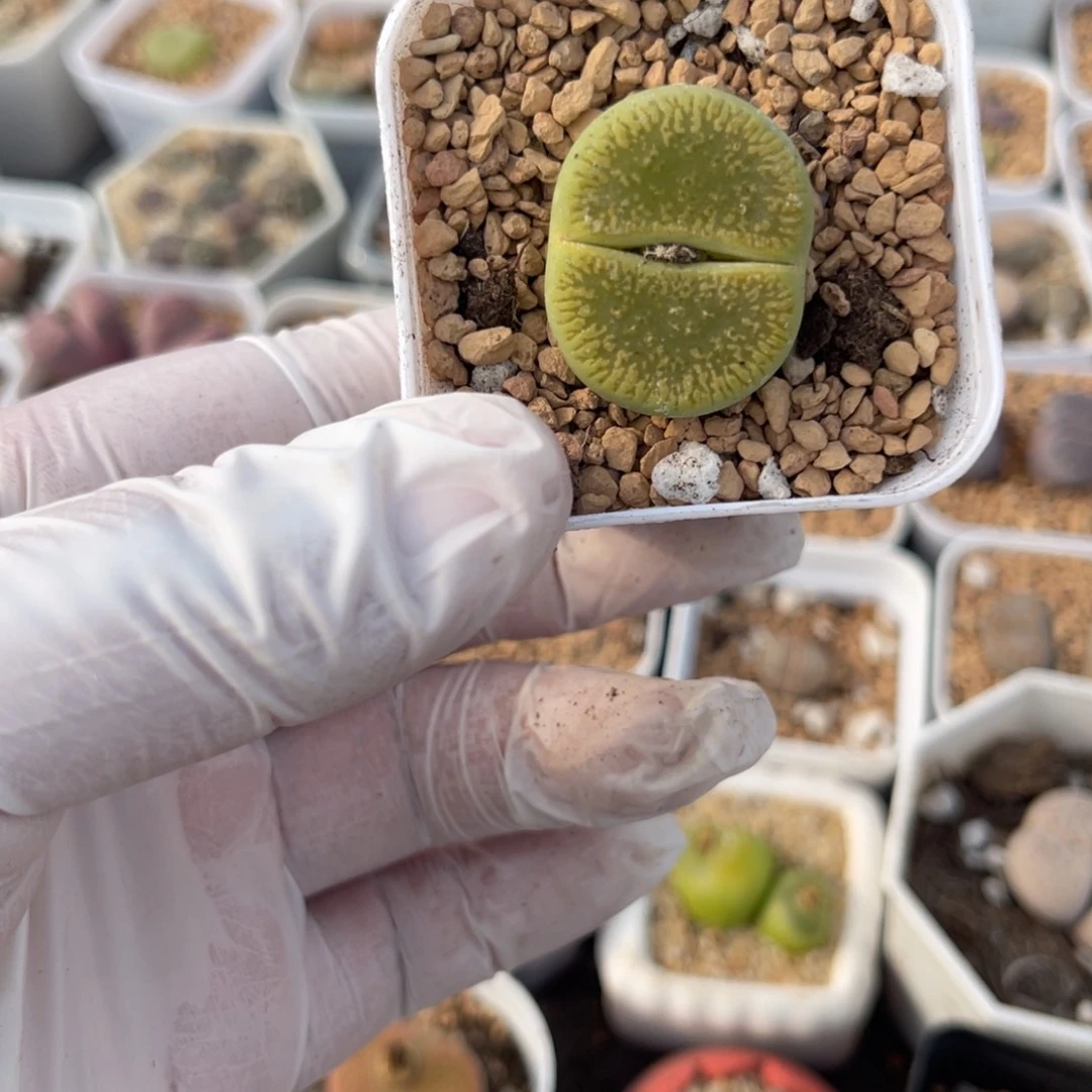 多肉植物一物一拍37