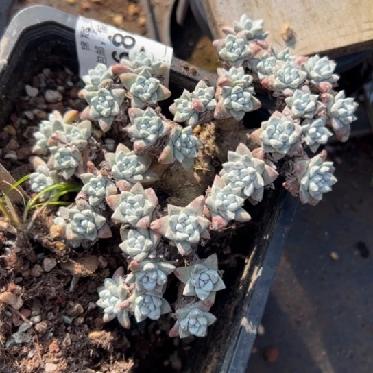 ?**谢谢宝～一物一拍3571