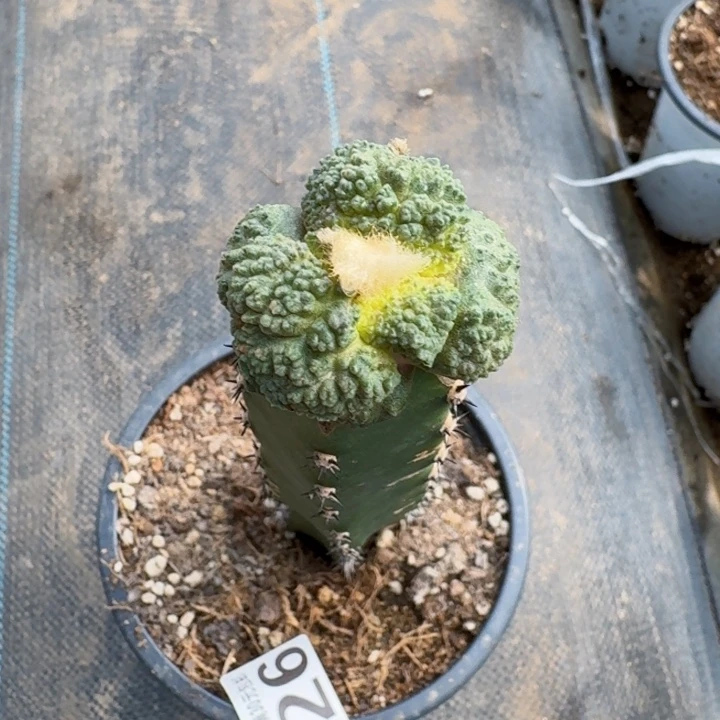 无花朵326苗接超大尤哥斯拉牡丹