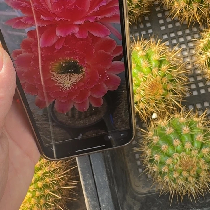 255毛花柱蒙娜丽莎歪无根侧牙5公分左右