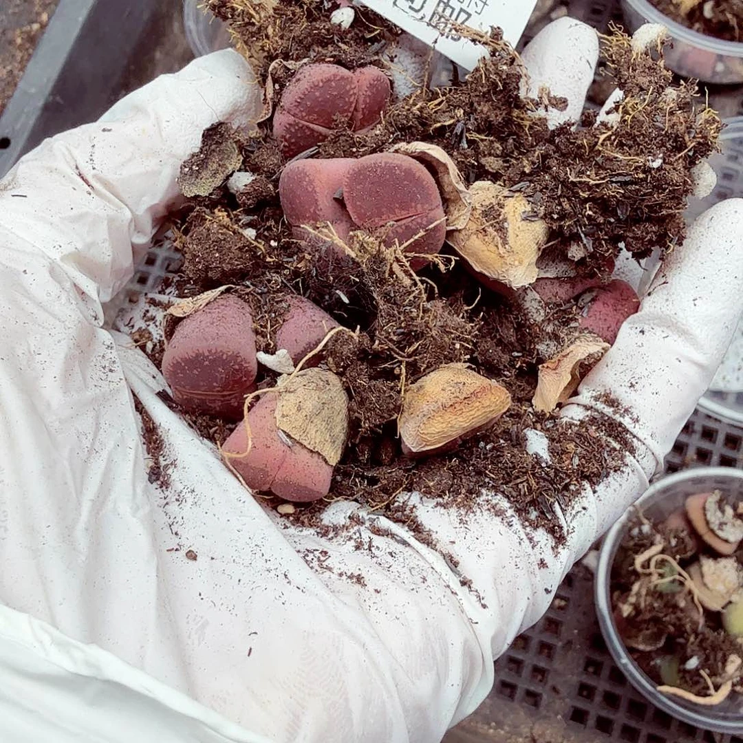 我想吃东西我自己来嘛163