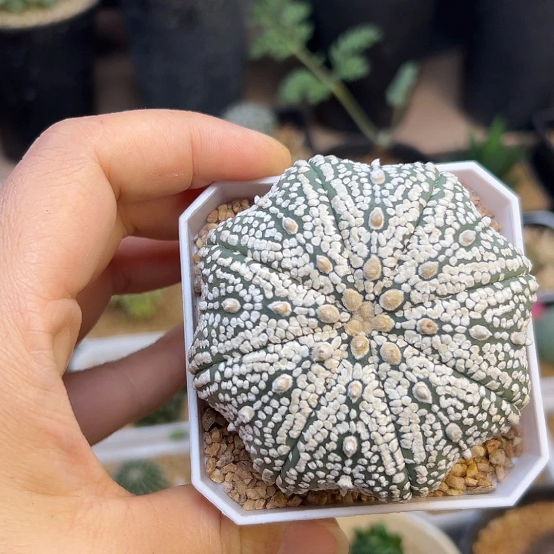 海鲜兜实生球一颗