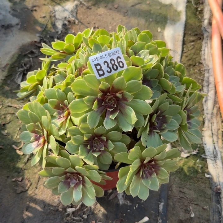 红丝绒……多肉植物……