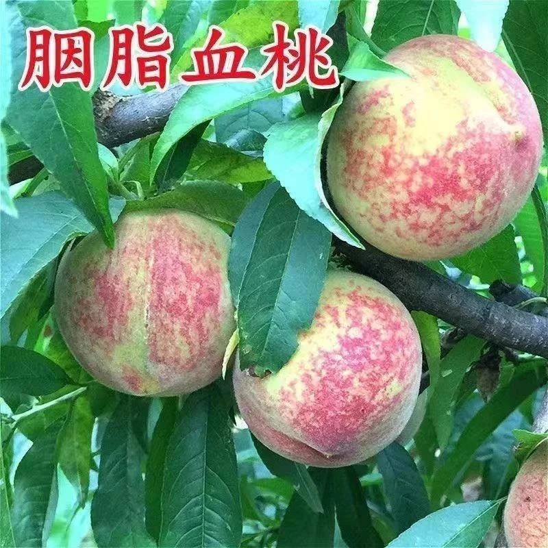 果树苗早熟胭脂红桃树苗嫁接红肉血桃树苗南方北方种植当年结果