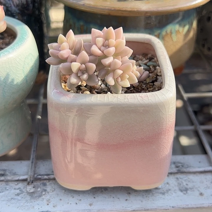 姬秋丽锦带粉色方盆