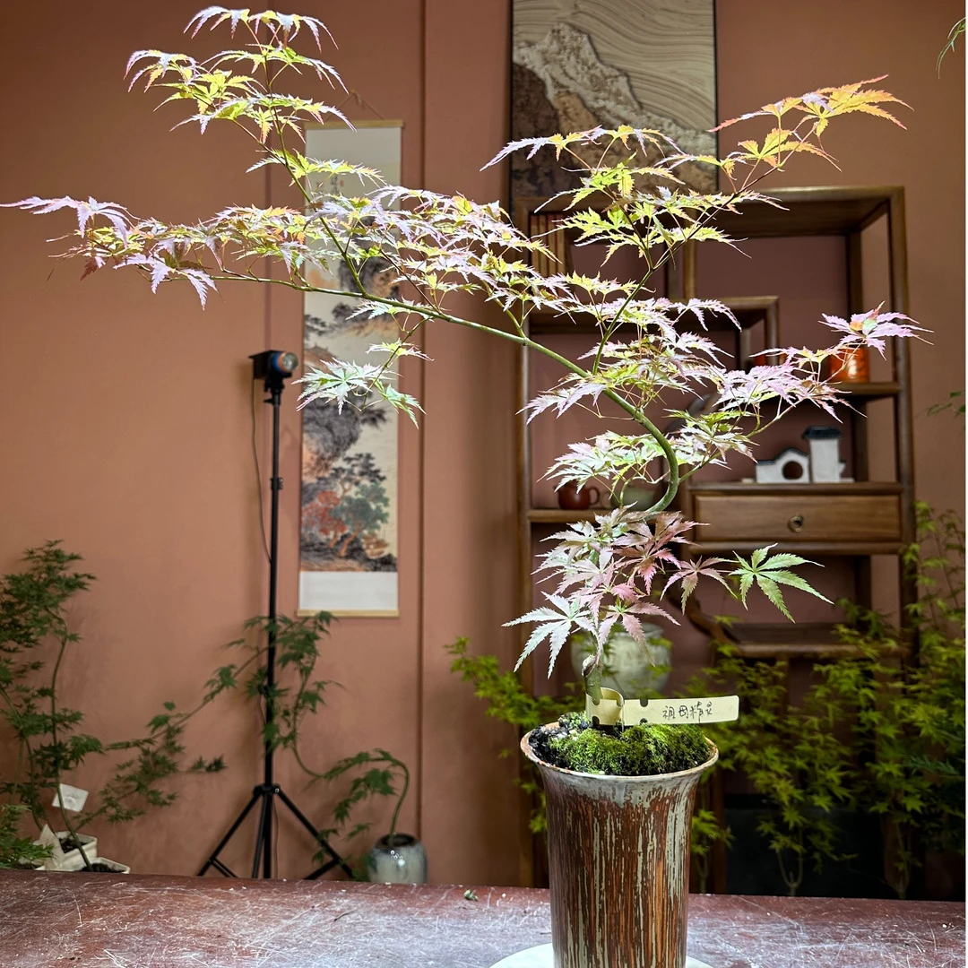 Y【枫之炫一物一拍默认下单不发货】流泉枫树室内盆栽以实物为准