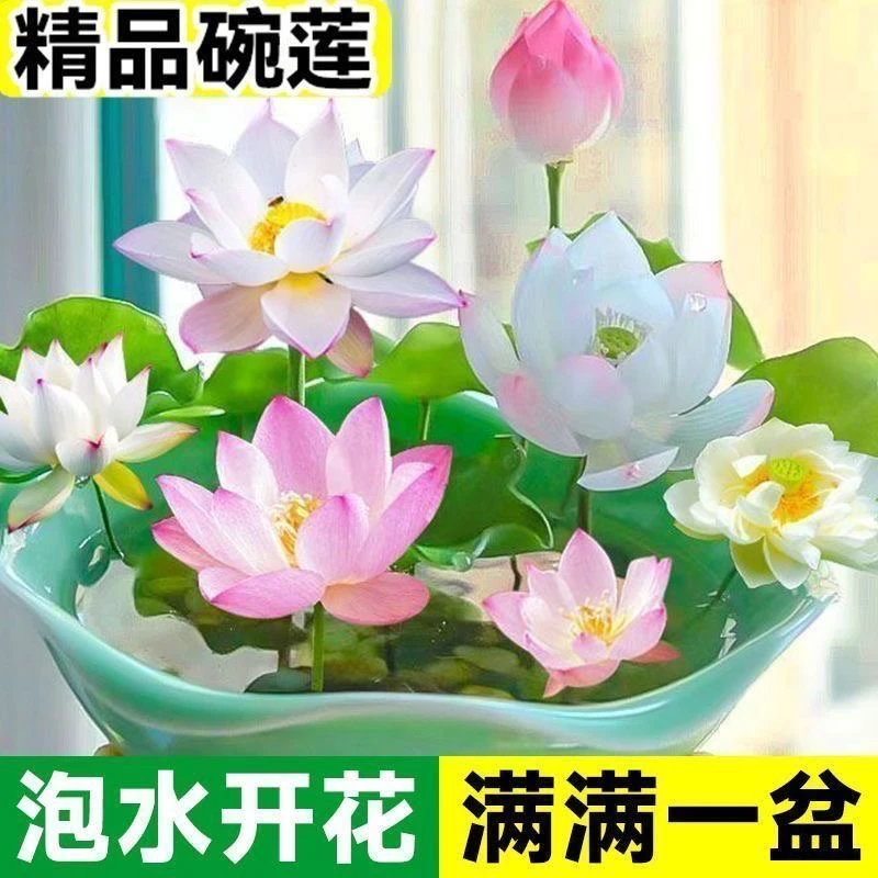 水培碗莲种籽子四季睡莲荷花水养植物室内缸养盆栽铜钱草草籽种孑