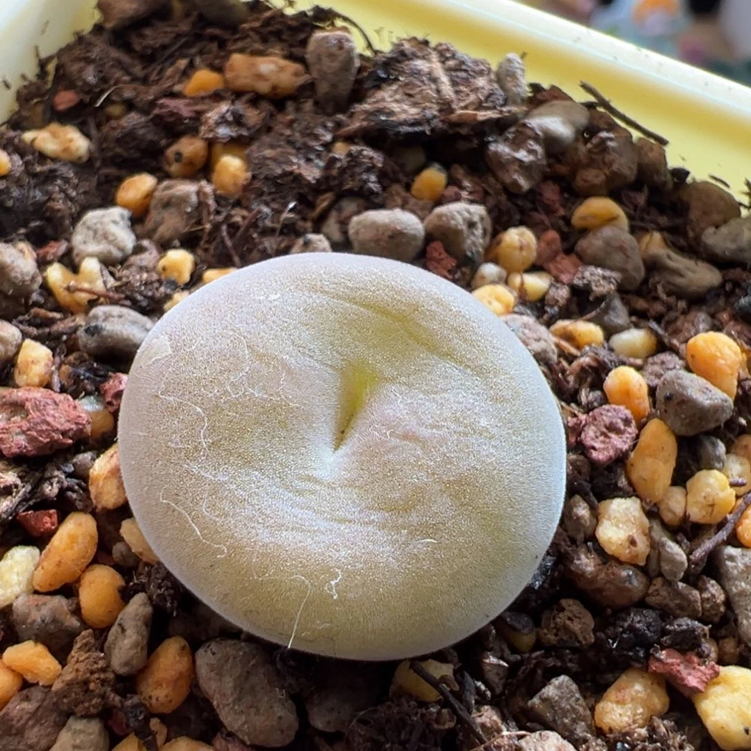 678。青蛙种源大型园艺空卡佛