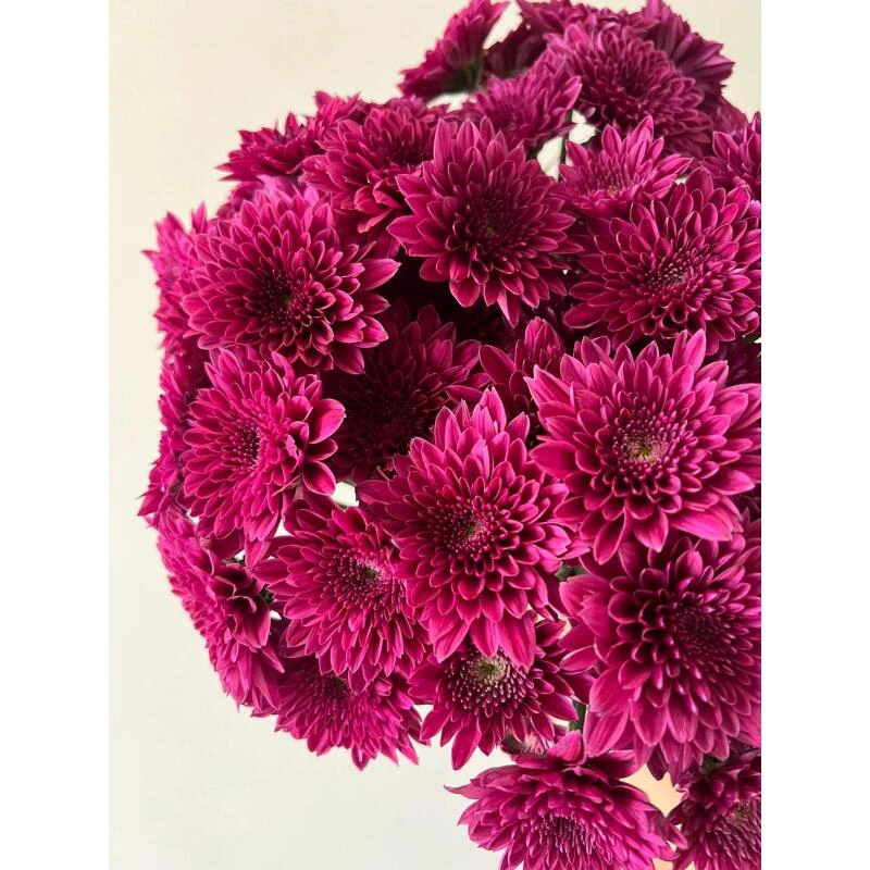 丹特 小雏菊组合（两单顺丰）