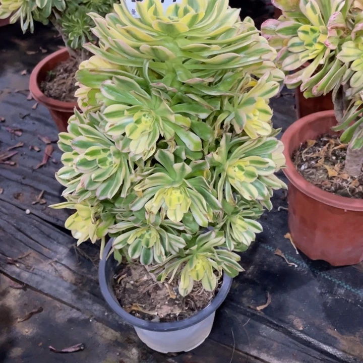 豆**爸877燕儿三111111多肉