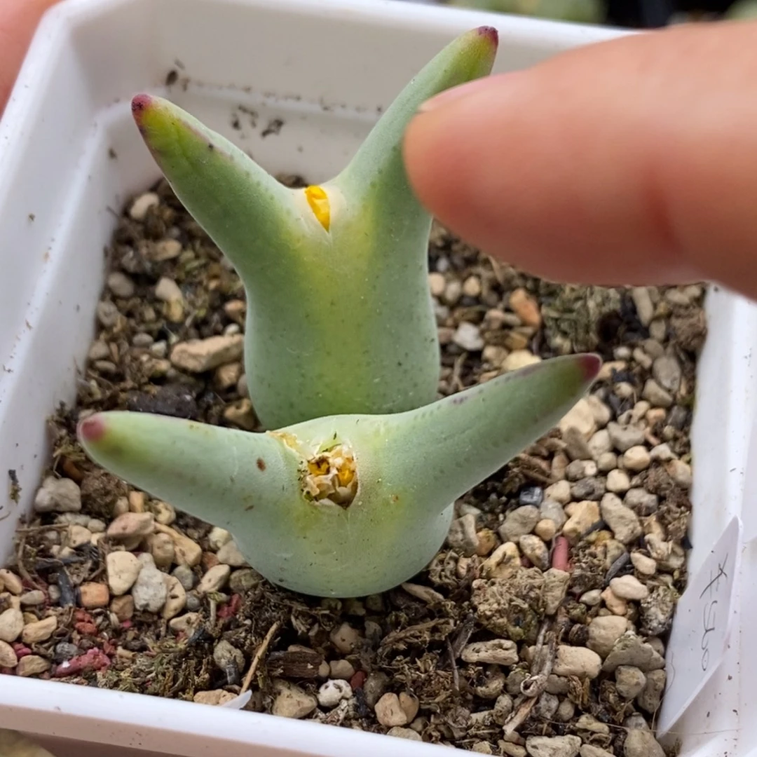 b***u98号双头皮卡丘好看好看