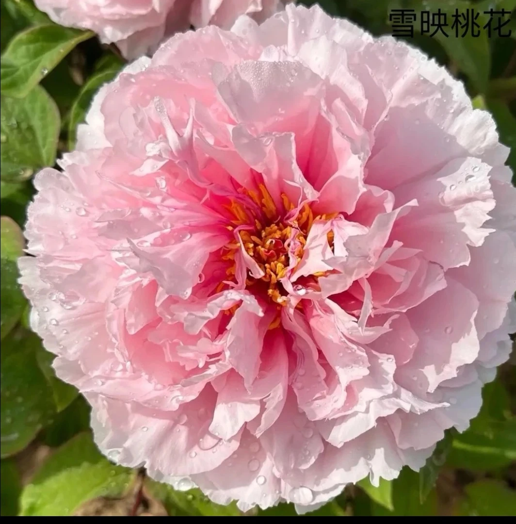 高端牡丹【雪映桃花】玉貌花容 粉色大花 产地挖苗直发