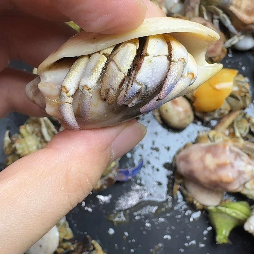 海水金*闪拉粑粑册呃呃呃