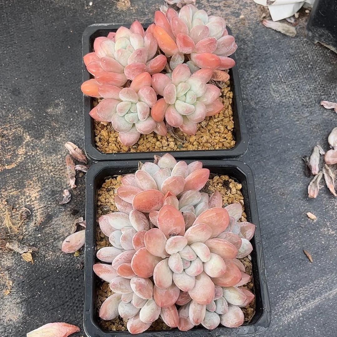 两颗小鹿多肉一物一拍