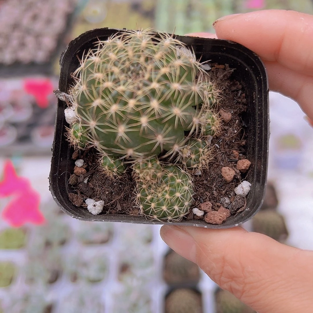 梨花19包邮多肉植物