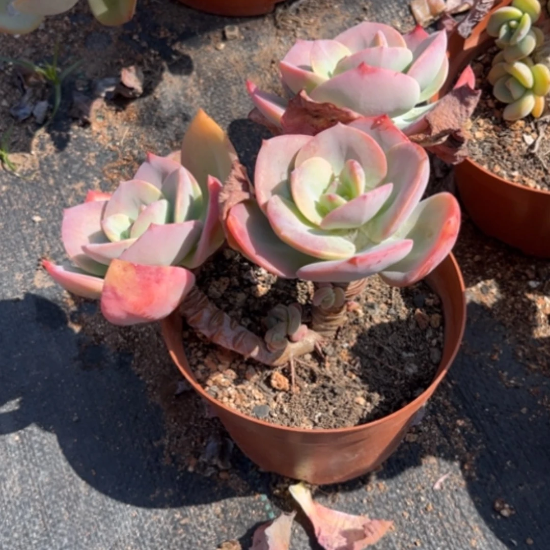 【闪购商品】花*白凤