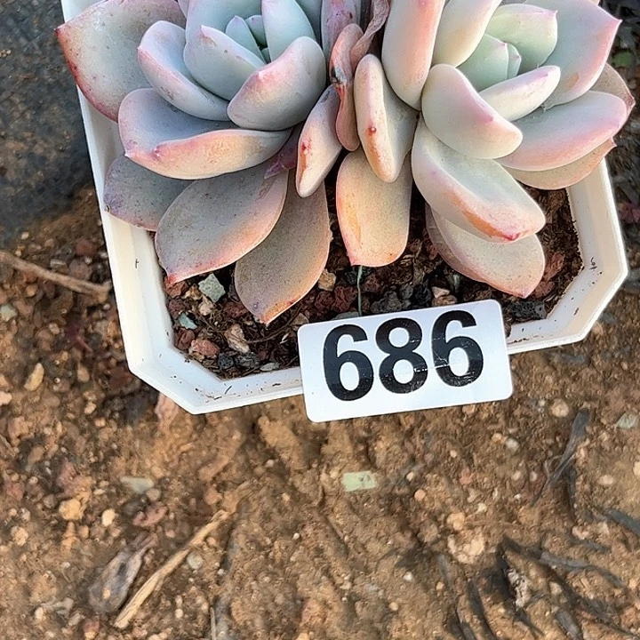 阿****德多肉植物一物一拍