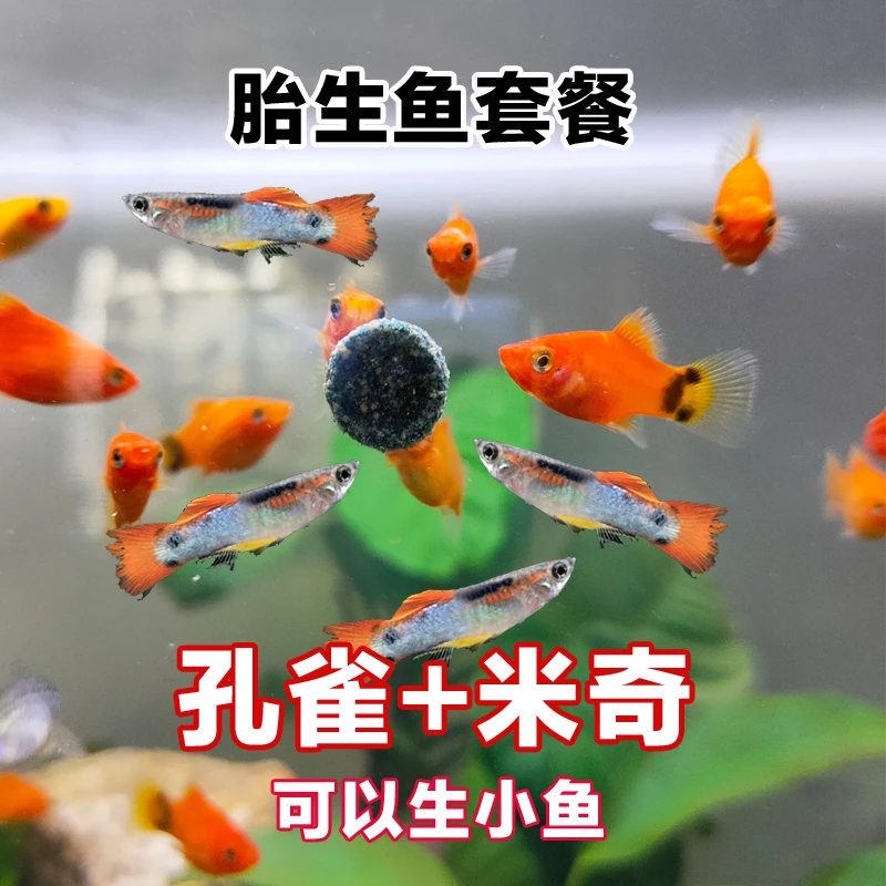 【胎生鱼套餐】孔雀鱼米奇鱼热带淡水鱼繁殖生鱼宝宝包损