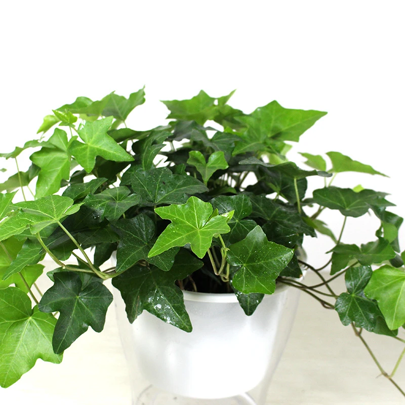 常春藤 易种吊兰植物盆栽 金边常青藤花卉阳台