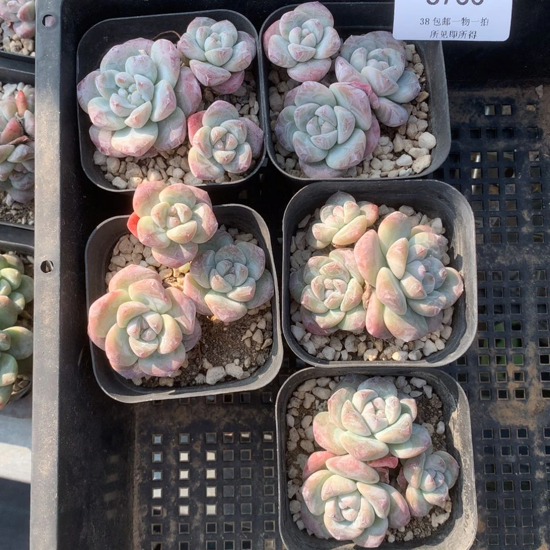 6733五颗冰玉脱土包邮
