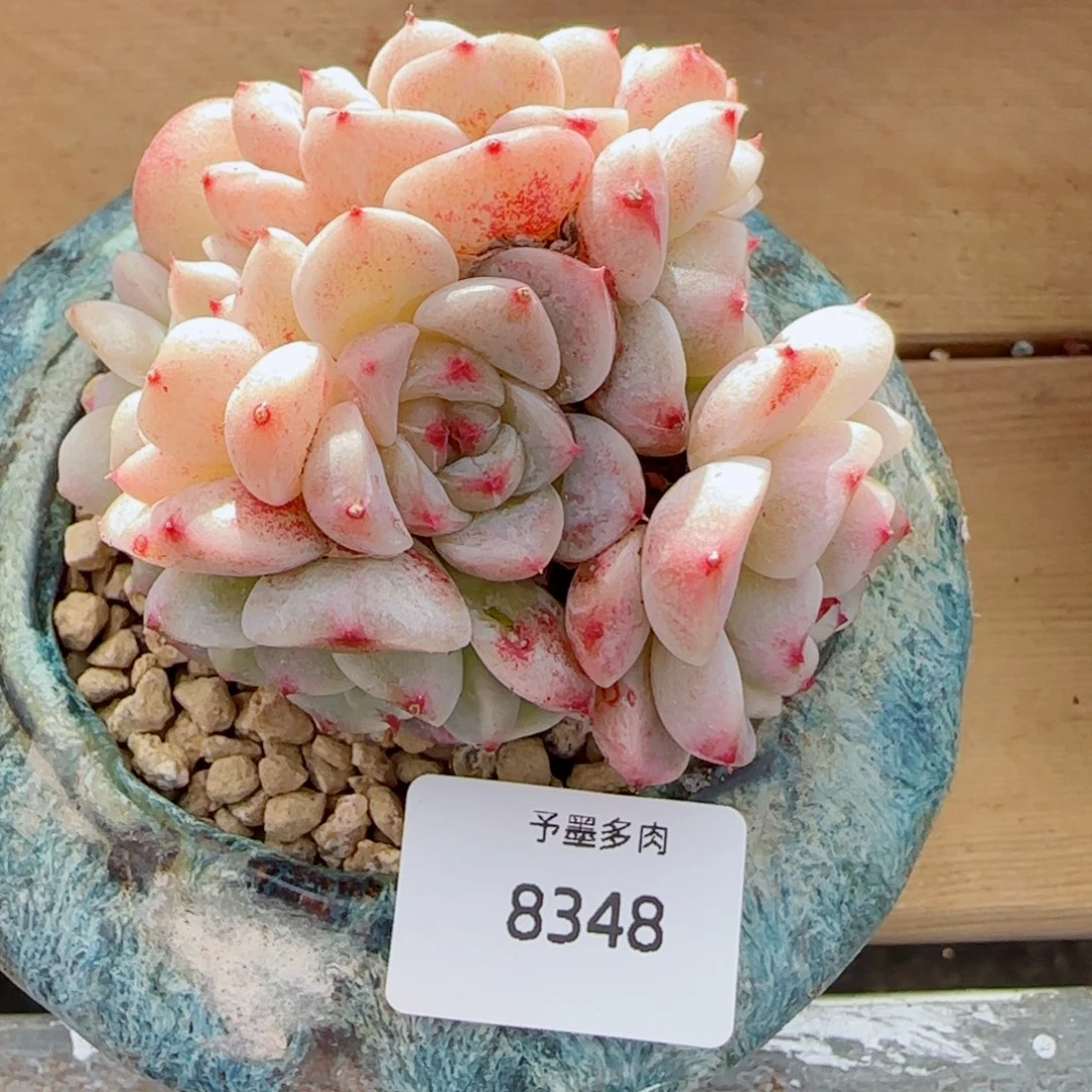 白体天鹅绒，8348多肉植物
