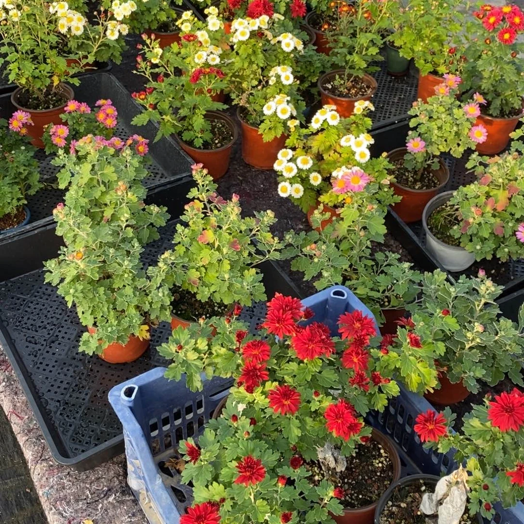 无花朵一物一拍一物一拍