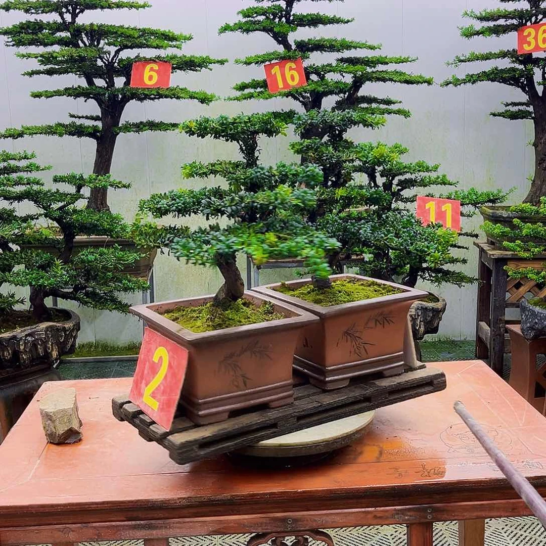 无花朵罗汉松盆景艺术作品