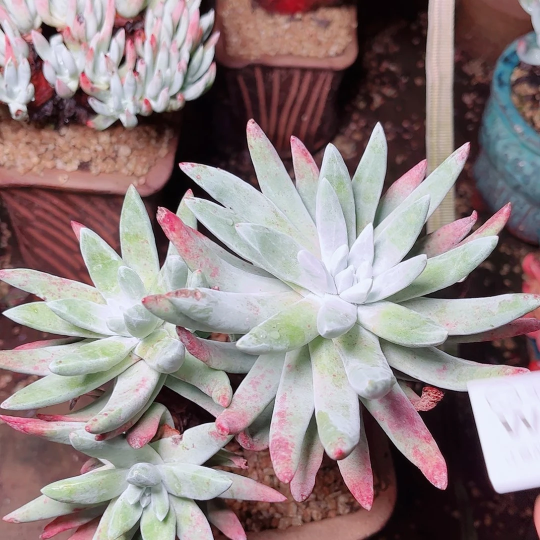 3718除霜苹果叶多肉