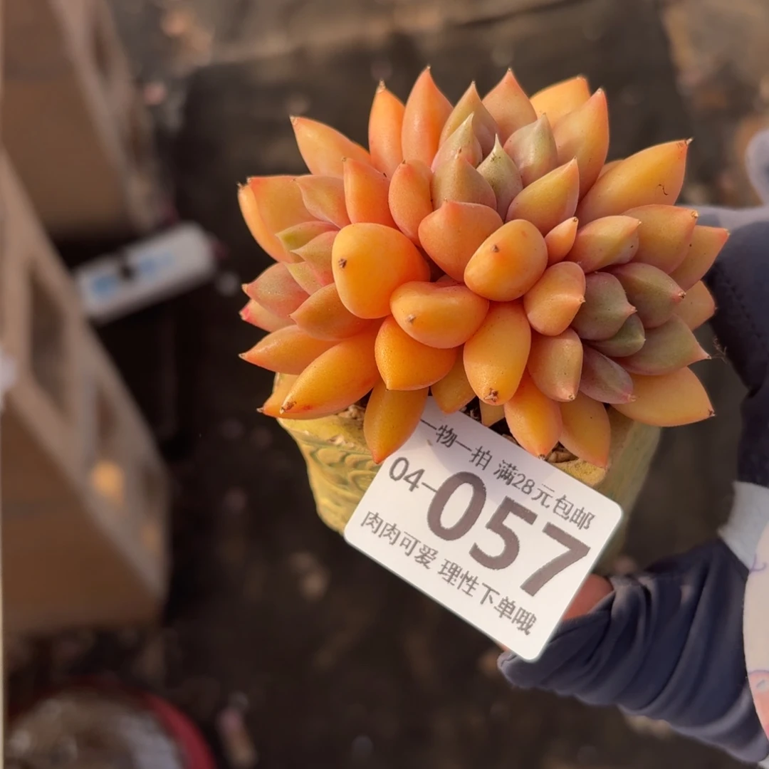 红象牙无盆土发货无