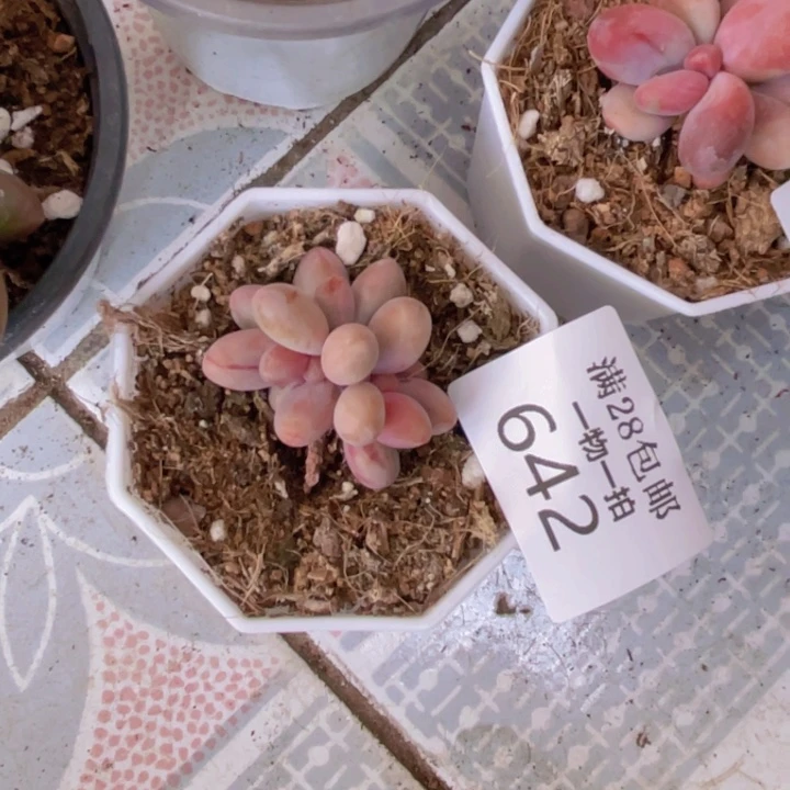 糖果拉丝多肉植物642