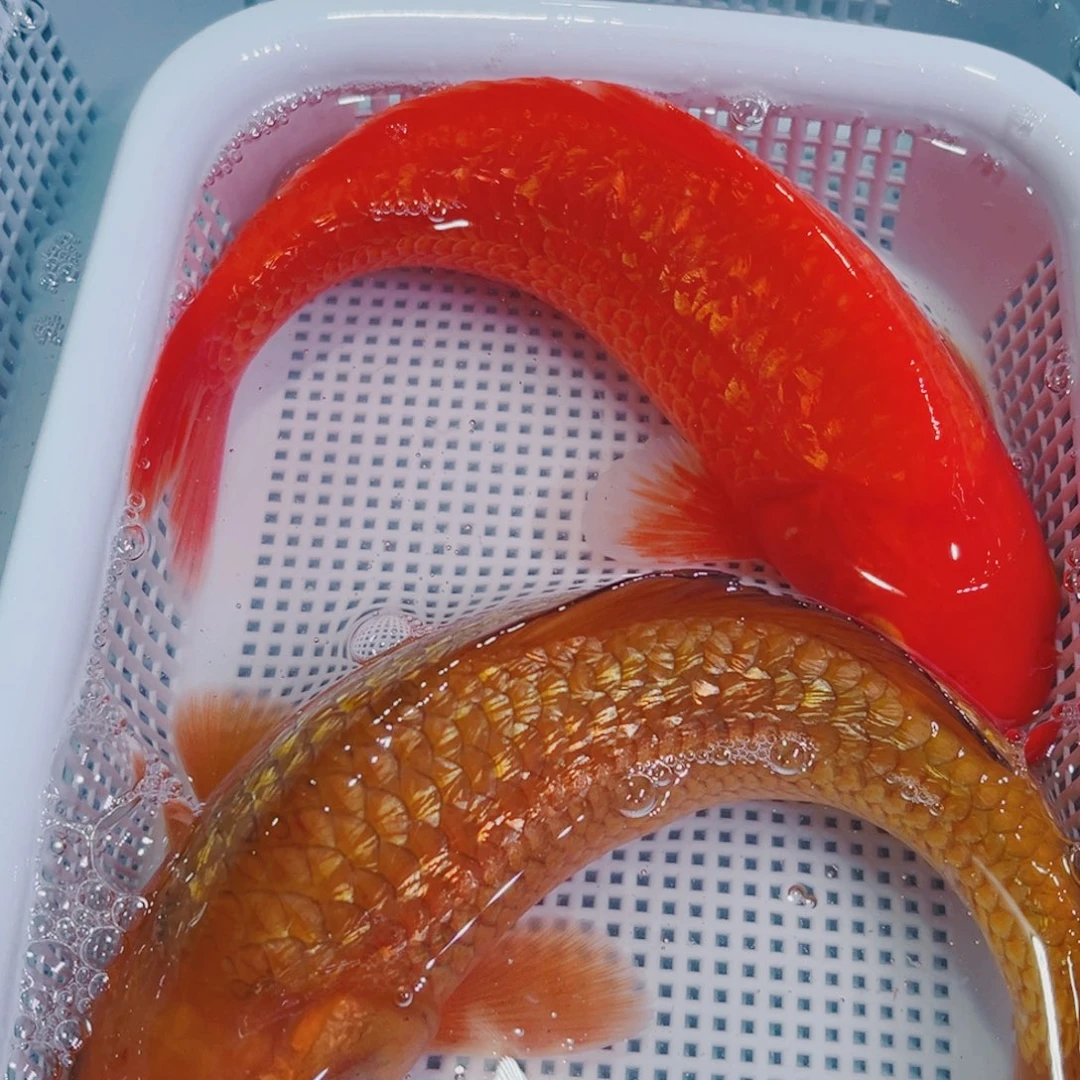 锦鲤锦鲤冷水鱼观赏