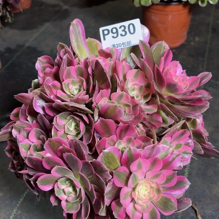 瑞妈多肉植物，930补