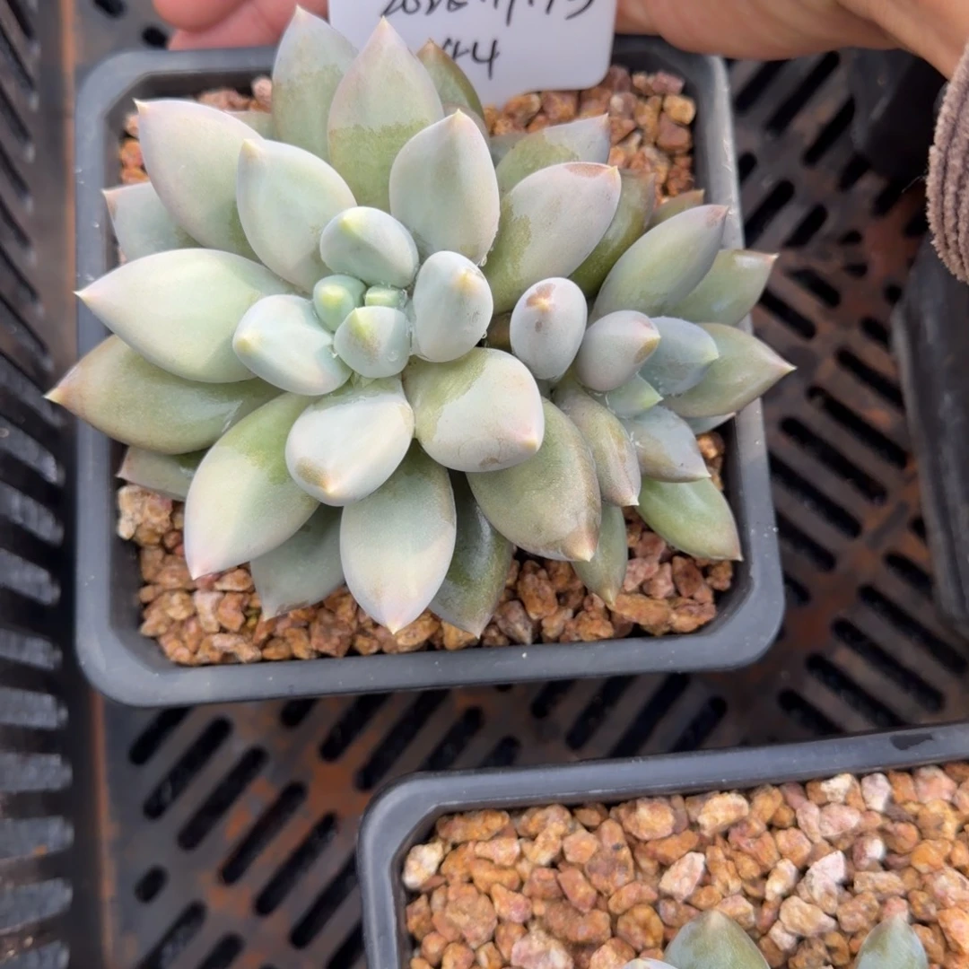 一物一拍精控黄胖体哥特44