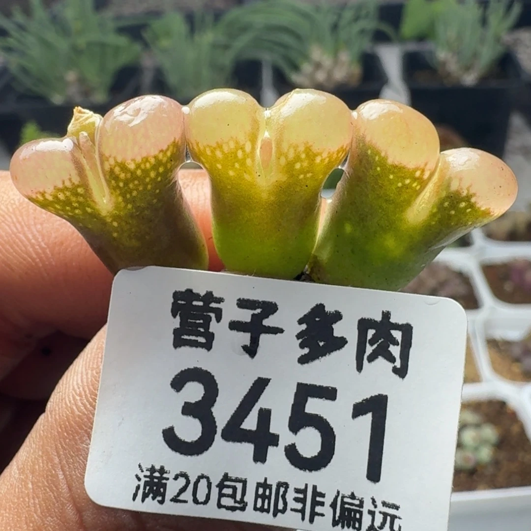 红宝石。   3颗。