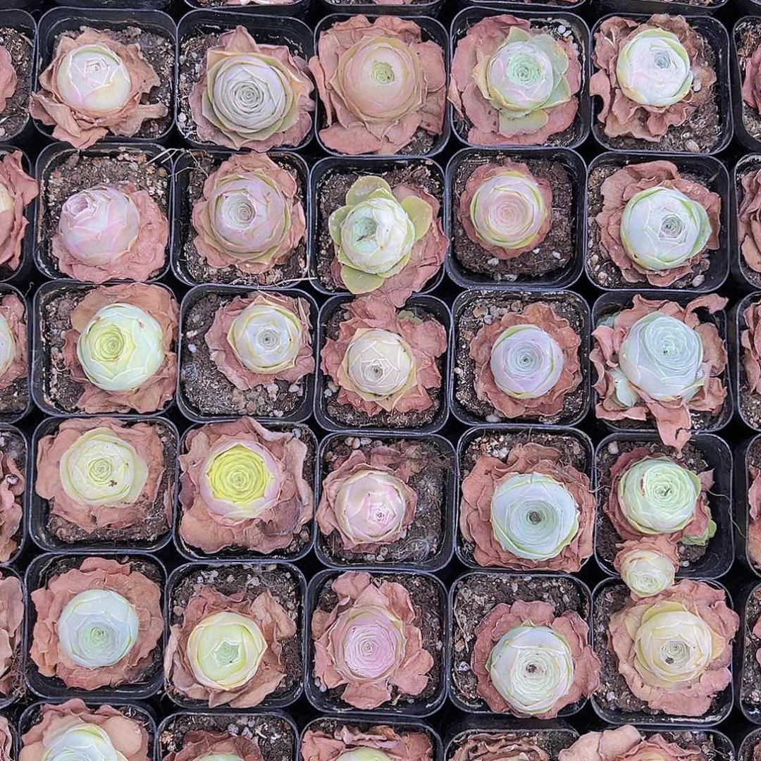 彩帕10颗玫瑰混色发货