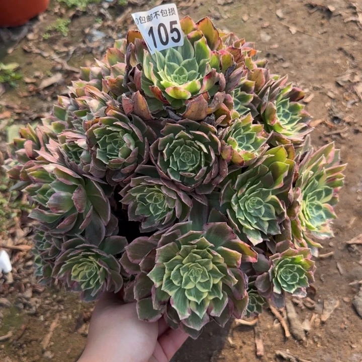 水蜜桃……多肉植物……