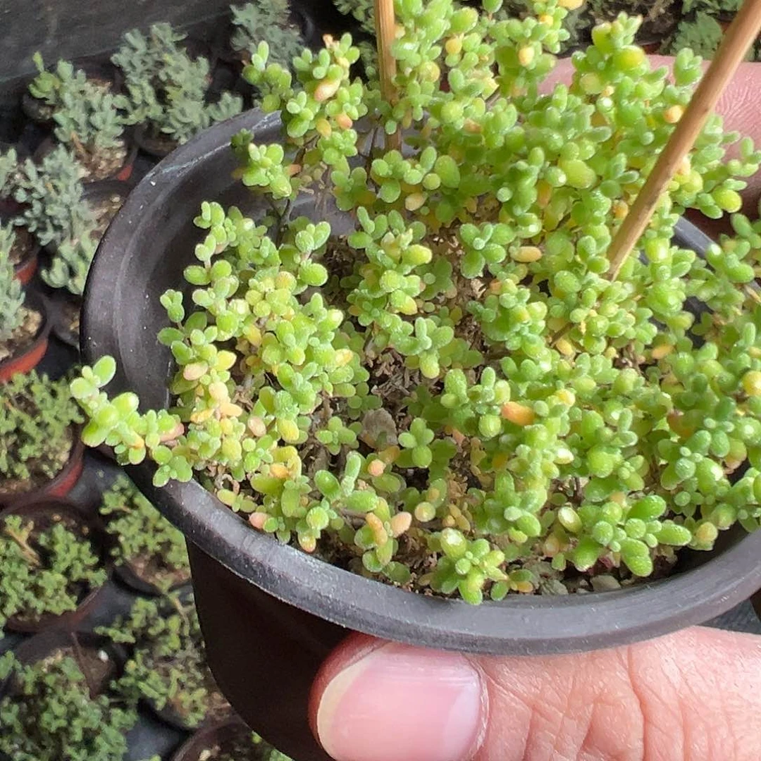 小小米老桩精品系列90杯