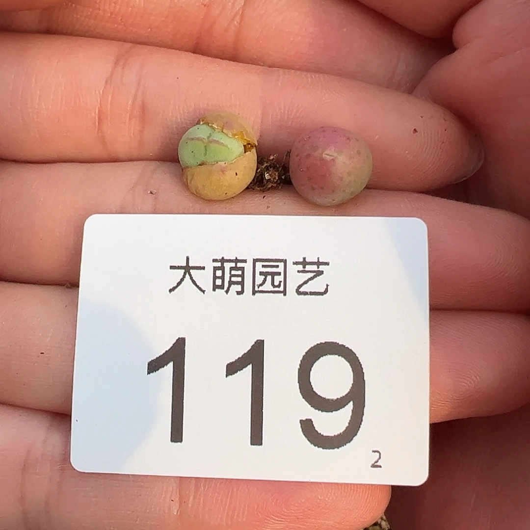0000119量拍正版白花大枪1颗尺寸不大