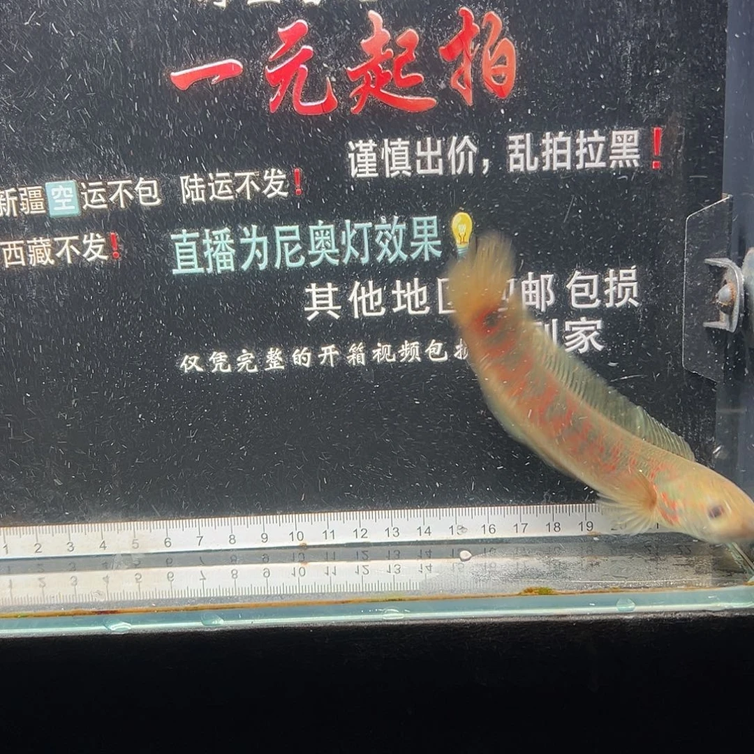 雷龙鱼七星雷龙七星雷龙