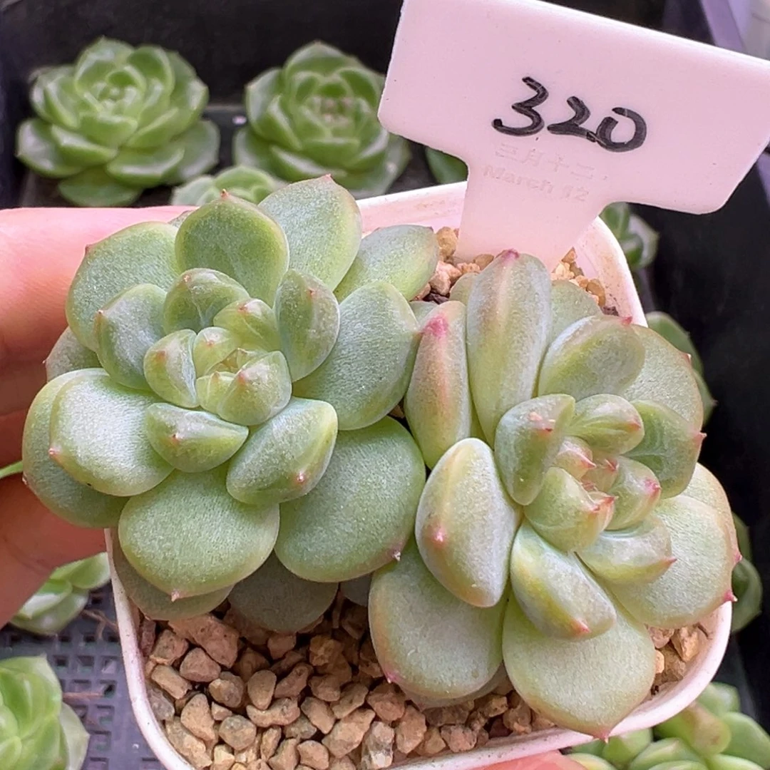 320号樱桃甜心 晗雨多肉