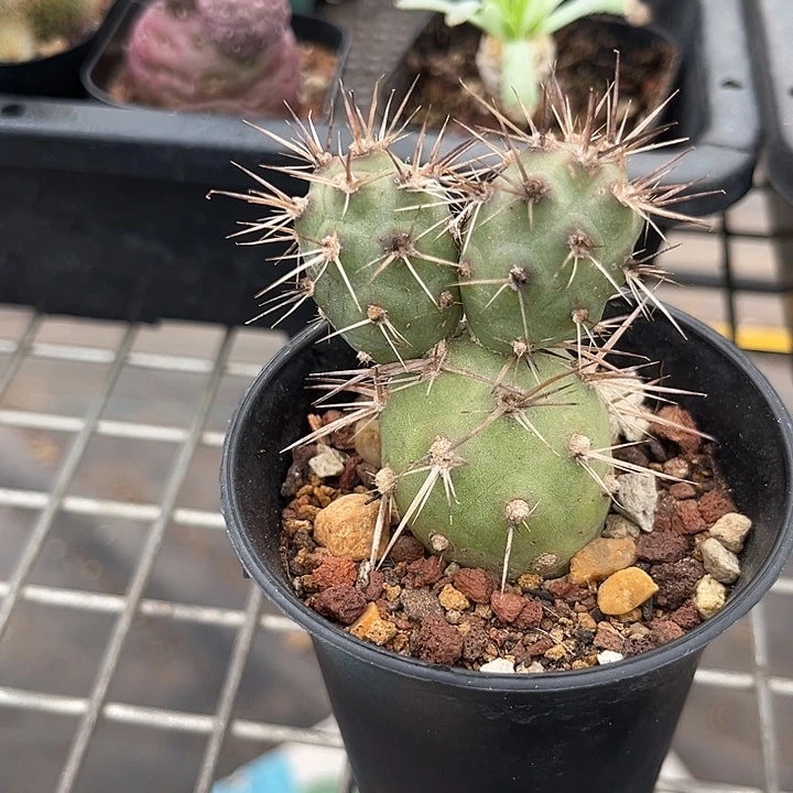 我也不知道我为什么要这样