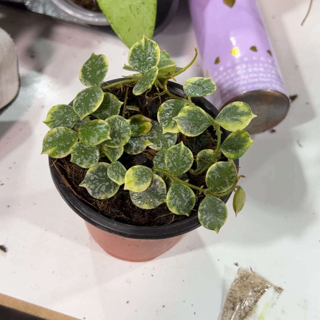 精***…无花朵小章鱼外锦