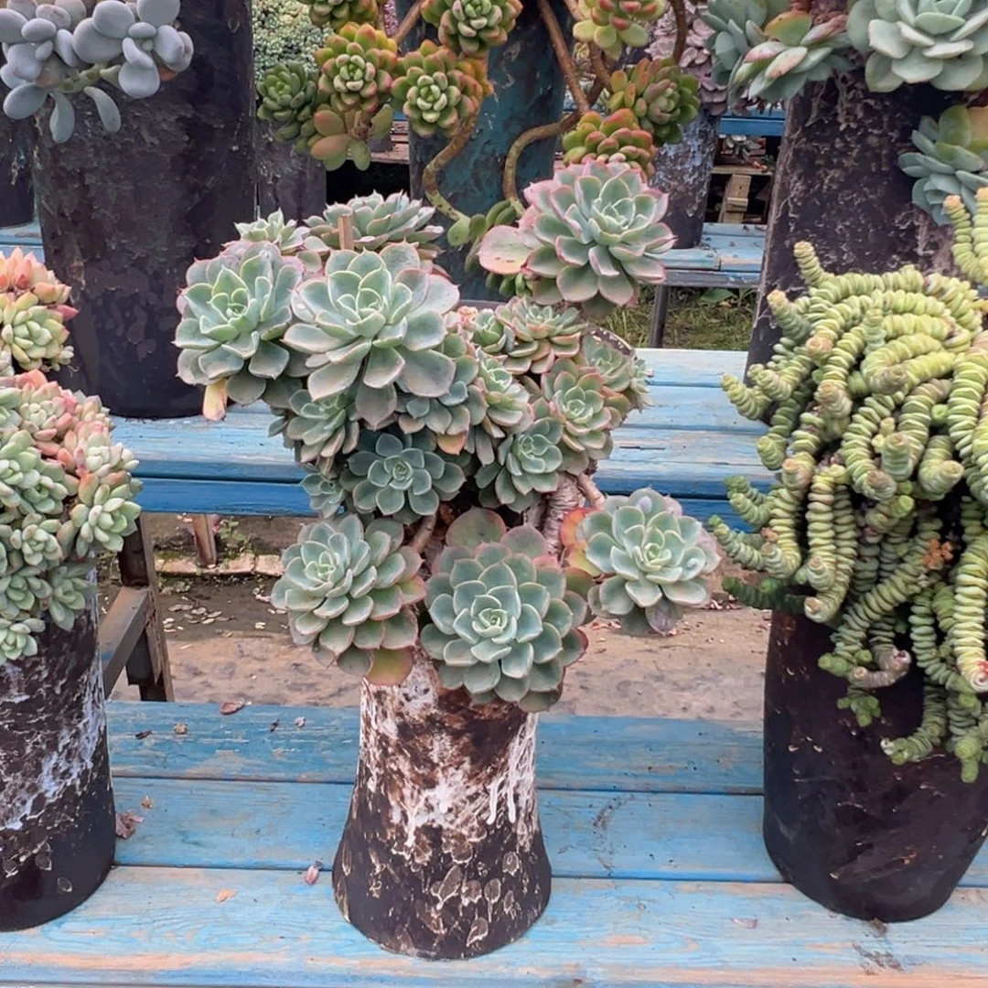 精品雨滴妖桩 裸根