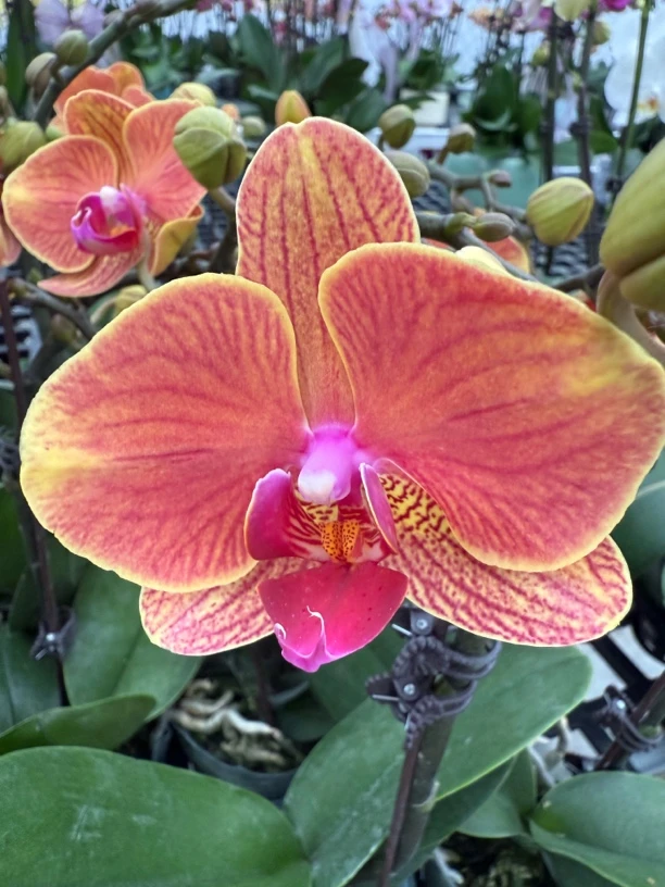 （吉利）橘色蝴蝶兰 室内花卉