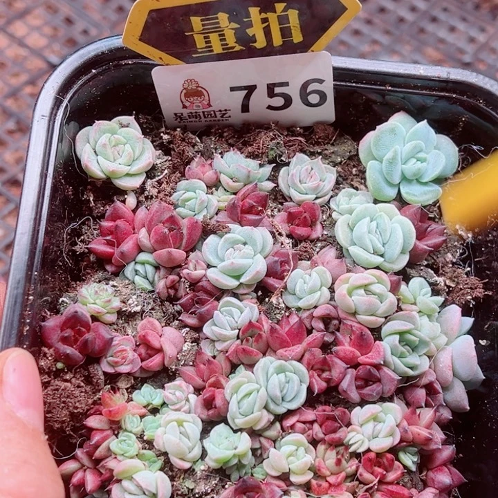 多肉植物多肉植物