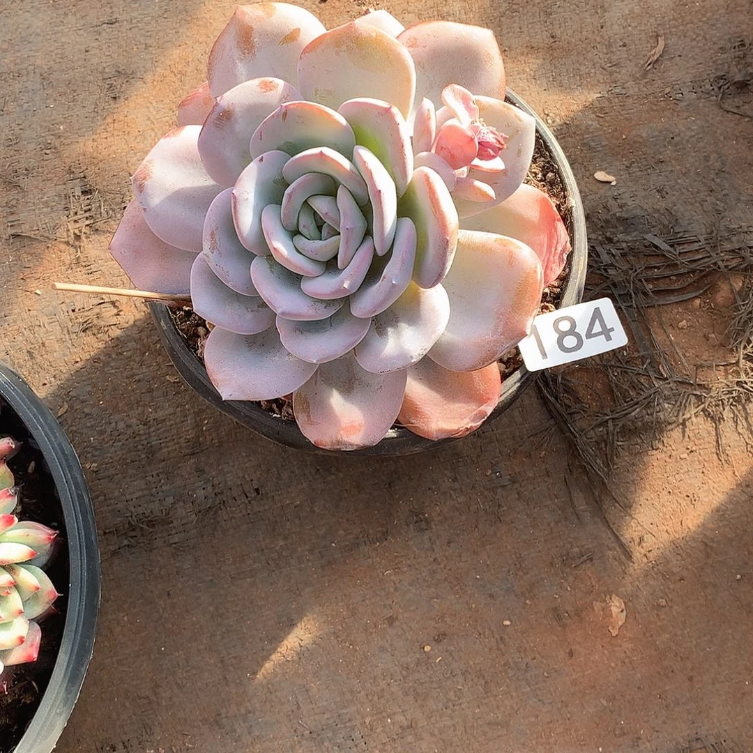 184 一物一拍多肉